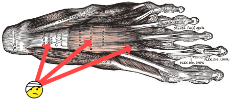 A diagram of the plantar fascia