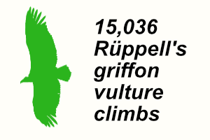 A Ruppell's griffon vulture graphic